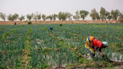 Umweltschutz versus Hunger: Ökogruppen erschwerten landwirtschaftlichen Sprung in Afrika
