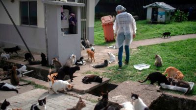Gerichtsurteil: Wegnahme von 50 Katzen ist bei starker Vernachlässigung rechtens