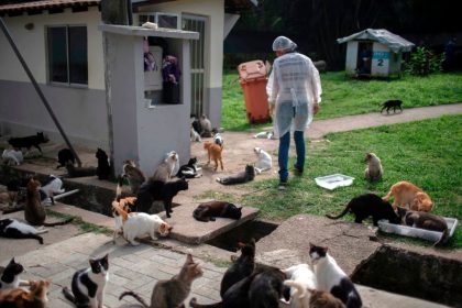 Gerichtsurteil: Wegnahme von 50 Katzen ist bei starker Vernachlässigung rechtens