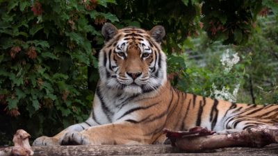 Tierpflegerin in Züricher Zoo von Tiger getötet