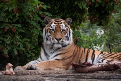 Tierpflegerin in Züricher Zoo von Tiger getötet