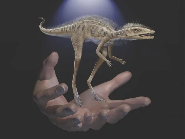 Dino Kongonaphon kely