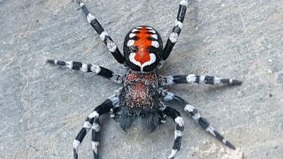 Joker-Spinne und parasitäre Wespen: Finnische Forscher entdeckten 2020 schon über 40 neue Tierarten
