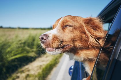 Ein Hundejahr gleich sieben Menschenjahre? Forscher widersprechen