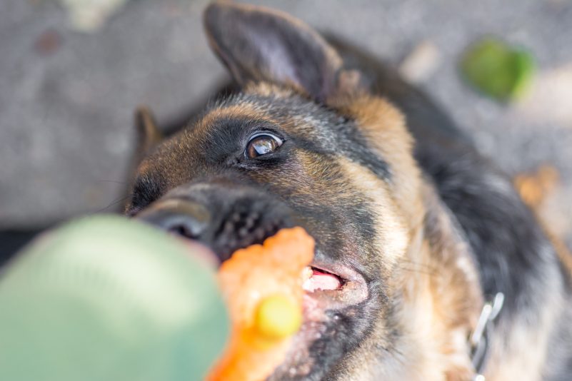 Hundeattacke: Sechsjähriger setzt sich selbstlos für seine kleine Schwester ein und wird schwer verletzt