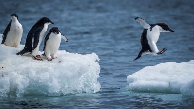 Mit weniger Eis glücklicher: Pinguine lebten vor 30 Millionen Jahren auch auf der Nordhalbkugel
