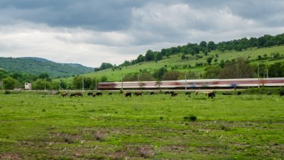Regionalzug kollidiert in Rheinland-Pfalz mit Kühen – Teilentgleisung und zwei tote Kühe