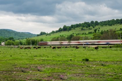 Regionalzug kollidiert in Rheinland-Pfalz mit Kühen – Teilentgleisung und zwei tote Kühe