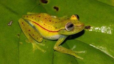 Porentief grün: Farbe hunderter Frösche tief verwurzelt