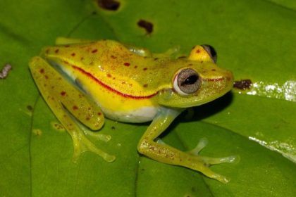 Porentief grün: Farbe hunderter Frösche tief verwurzelt