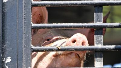 Tierärzte fordern sofortigen Umbau der Schweineställe
