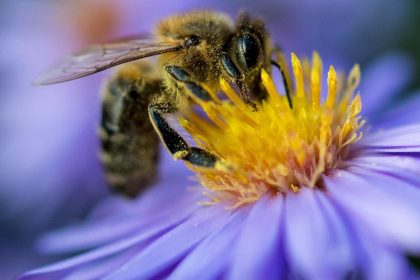 EU-Politik lässt wildlebende Bestäuber im Stich