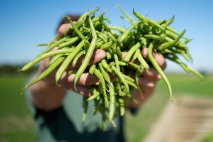 Grüne Ernährung und Wälder sollen den Planeten retten – aber nur in Energiewende-Ländern