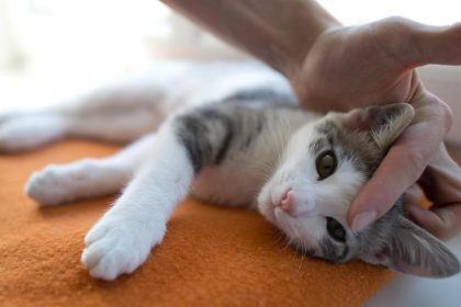 Hauskatze: Eher Begleiter als echtes Haustier