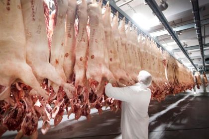 400.000 Schweine in der Warteschleife – Trotz Öffnung von Tönnies wächst der „Schweinestau“