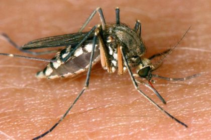 West-Nil-Virus bei Vogel in Deutschland entdeckt