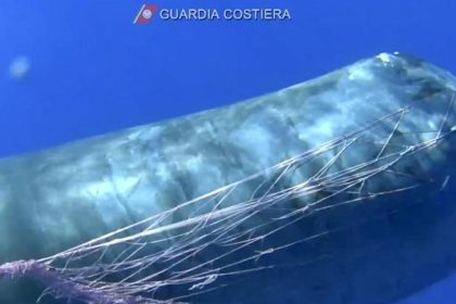 Pottwal verfängt sich in illegalem Fischernetz – Rettungsaktion wird heute fortgesetzt