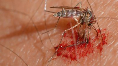 Mückenplage: Mehr Mücken in Deutschland unterwegs als im Vorjahr