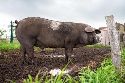 Schweinekarriere: Graf Bobby macht Karriere auf Instagram
