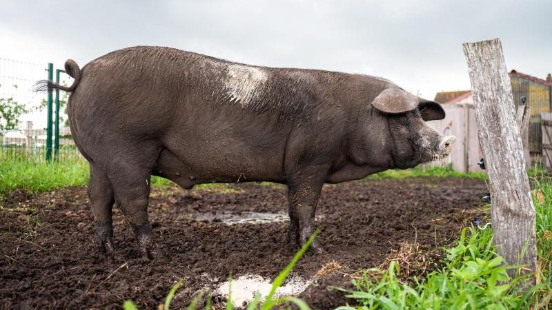 Schweinekarriere: Graf Bobby macht Karriere auf Instagram