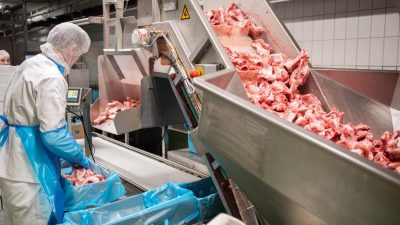 Großfleischbetriebe stocken Stammbelegschaft auf