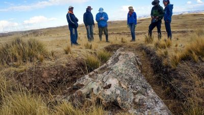 Fossiler Mega-Baum zeigt: Anden-Plateau war feuchter als Klimamodelle zulassen