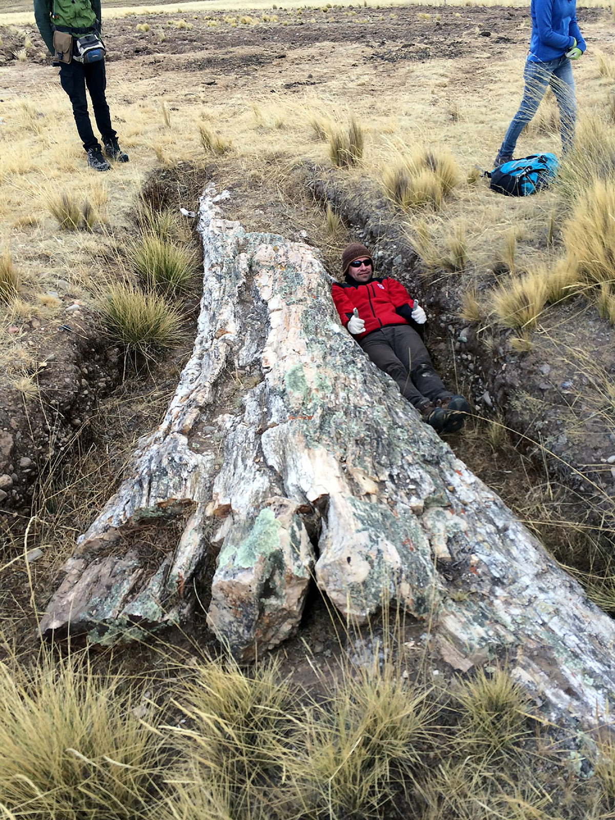 Fossiler Mega-Baum zeigt: Anden-Plateau war feuchter als Klimamodelle zulassen