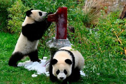 Berliner Panda-Zwillinge feiern ersten Geburtstag