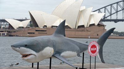 Australier verprügelt Hai – der hatte sich im Bein seiner Frau verbissen