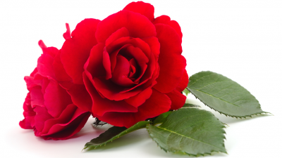 Der Rose süßer Duft genügt … – Von Friedrich von Bodenstedt