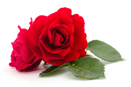 Der Rose süßer Duft genügt … – Von Friedrich von Bodenstedt