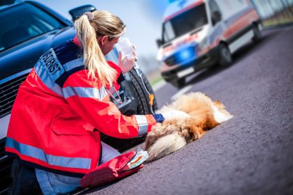 Nordrhein-Westfalen: Mann ersticht bei Kampf zweier Hunde fremdes Tier