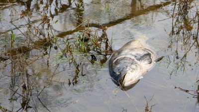 Klage gegen Nestlé: Klärschlamm führt zu tausenden toten Fischen in französischem Fluß