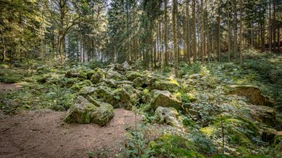 Bayern: Passantin findet Menschenknochen in Waldstück