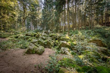 Bayern: Passantin findet Menschenknochen in Waldstück
