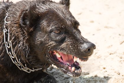 NRW: Hund verletzt vierjähriges Kind und 20-monatiges Baby schwer