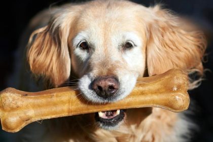 Studie: Menschen können Hunde und Katzen anstecken – Umgekehrt ist das selten der Fall