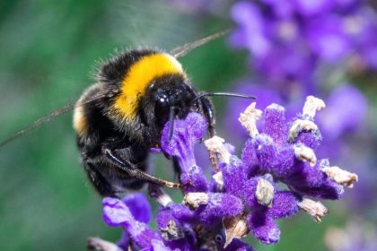 Weniger Licht und Gift für mehr Insektenschutz