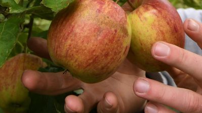 Bauern sorgen sich um zweite Welle: „Wir müssen ernten, wenn die Äpfel reif sind“