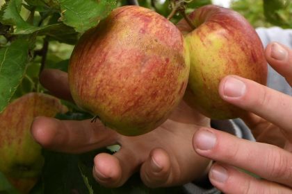 Bauern sorgen sich um zweite Welle: „Wir müssen ernten, wenn die Äpfel reif sind“