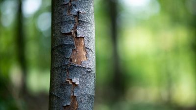 Schäden in Deutschlands Wäldern noch größer als angenommen