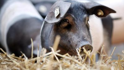 Expertenkommission: Bessere Nutztierhaltung kostet 35 Euro pro Jahr für jeden Bundesbürger