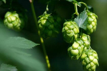 Trotz guter Hopfen-Ernte: Geringe Nachfrage und Corona-Auflagen machen Bauern zu schaffen