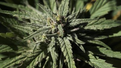 Mehrere US-Bundesstaaten entkriminalisieren bestimmte Drogen – Oregon mitunter Heroin und Kokain
