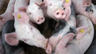 Agrarministerkonferenz: Nutztieren soll es besser gehen – Verbrauchssteuer für Tierprodukt rückt näher
