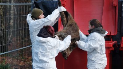 Sechs weitere Fälle von Afrikanische Schweinepest: Welcher Schaden kommt auf uns zu?