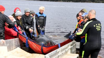 Massenstrandung vor Tasmanien: Von 470 Walen 110 gerettet