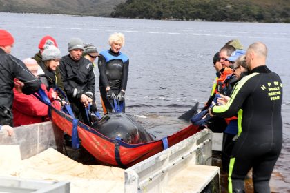 Massenstrandung vor Tasmanien: Von 470 Walen 110 gerettet