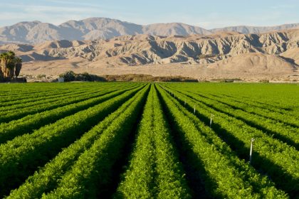 Melonen aus der Wüste: Technik aus Norwegen macht Wüsten binnen Stunden fruchtbar
