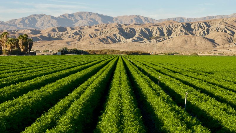 Melonen aus der Wüste: Technik aus Norwegen macht Wüsten binnen Stunden fruchtbar
